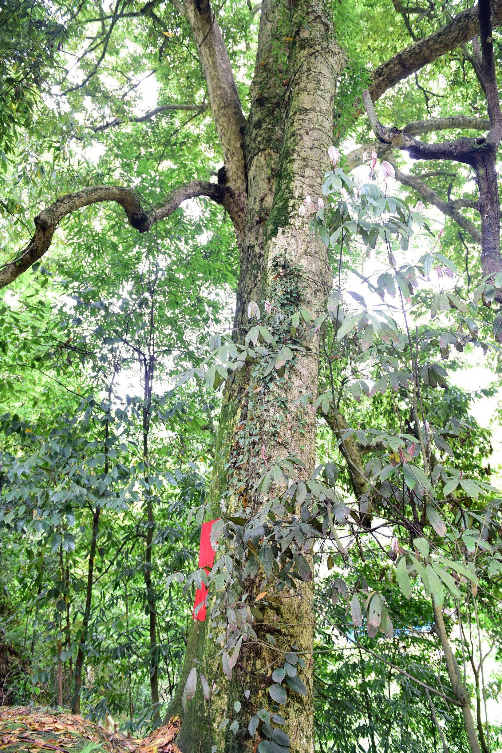 湖北，致敬领导与同胞的深情之声